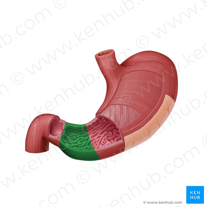 Pyloric part of stomach (Pars pylorica gastris); Image: Paul Kim