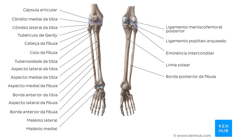 Ossos da perna - vistas anterior e posterior