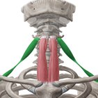 Infrahyoidale Muskulatur