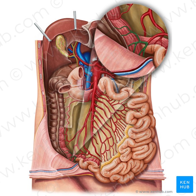 Artéria cecal anterior (Arteria caecalis anterior); Imagem: Irina Münstermann