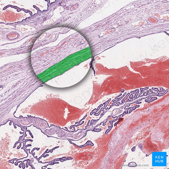 Capa circular interna del músculo liso; Imagen: 
