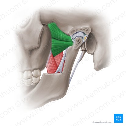 Músculo pterigóideo lateral (Musculus pterygoideus lateralis); Imagem: Paul Kim