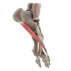 Lateral plantar muscles of the foot (3D)