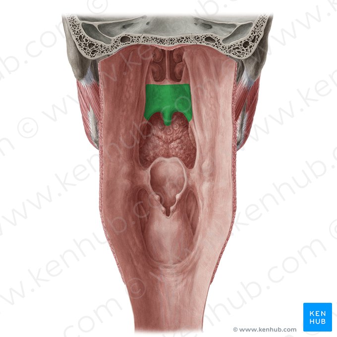 Soft palate (Palatum molle); Image: Yousun Koh