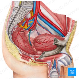 Artéria retal média esquerda (Arteria anorectalis media sinistra); Imagem: Irina Münstermann