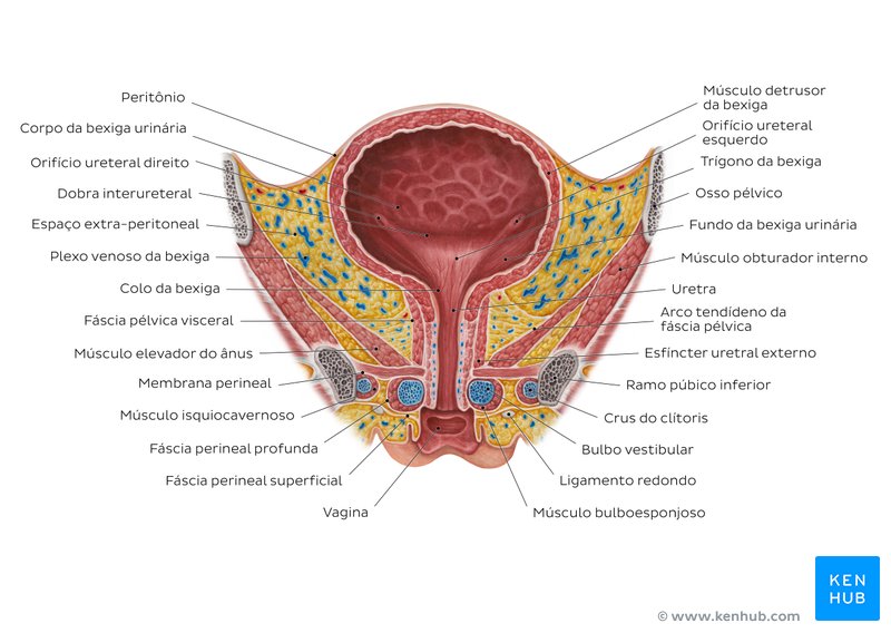 Bexiga feminina e uretra - um diagrama