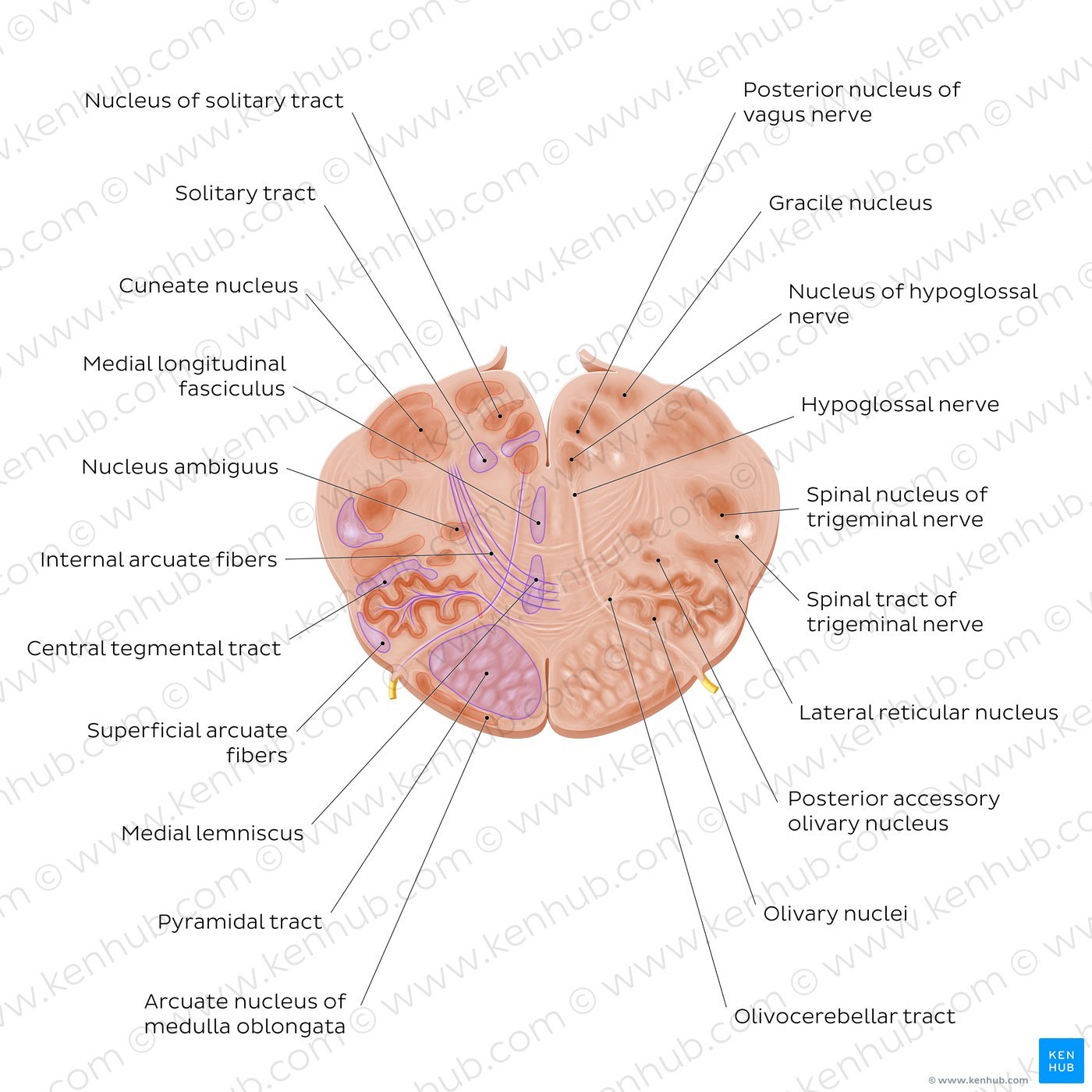 Cross section of the medulla oblongata: Hypoglossal nerve level