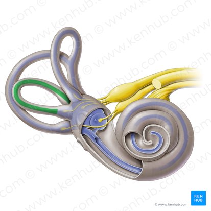 Conducto semicircular membranoso lateral (Ductus semicircularis lateralis); Imagen: Paul Kim