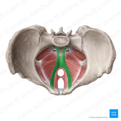 Muscles of the pelvic floor: Anatomy and function