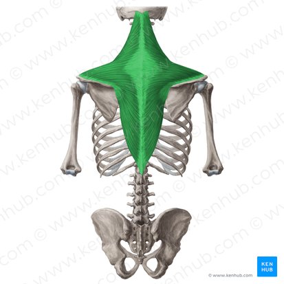 Músculo trapézio (Musculus trapezius); Imagem: Yousun Koh