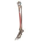 Flexor digitorum longus muscle (3D)