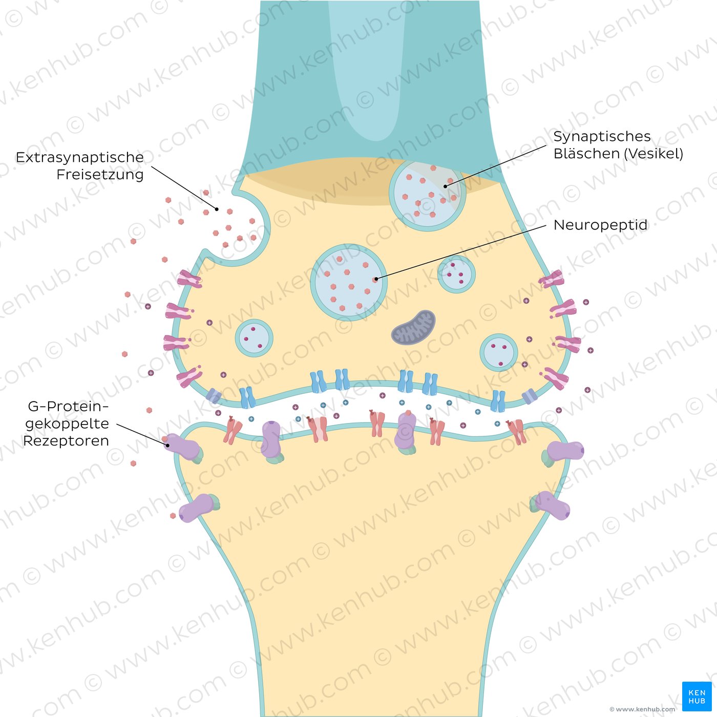 Neuropeptide action shown in a synapse.