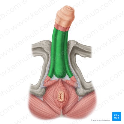 Fascia profunda penis (Tiefe Penisfaszie); Bild: Samantha Zimmerman