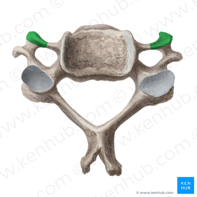 Tubérculo anterior de la vértebra cervical (Tuberculum anterius vertebrae cervicalis); Imagen: Liene Znotina