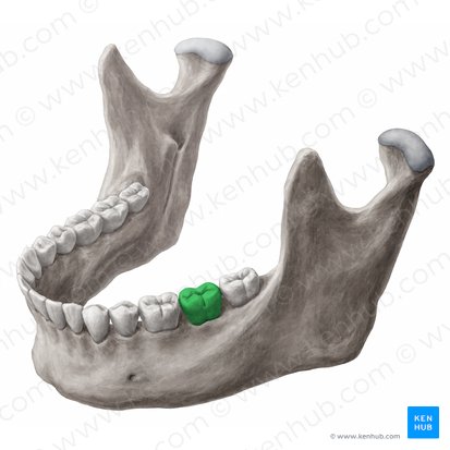 Dens molaris secundus sinister mandibularis (Linker unterer zweiter Molar); Bild: 