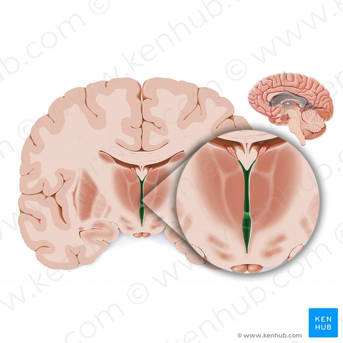 Terceiro ventrículo (Ventriculus tertius); Imagem: Paul Kim