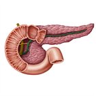 Pancreatic duct