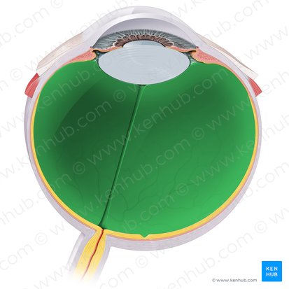 Vitreous body (Corpus vitreum); Image: Paul Kim