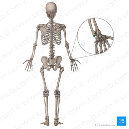 Processus styloideus ulnae (Griffelfortsatz der Elle); Bild: Irina Münstermann