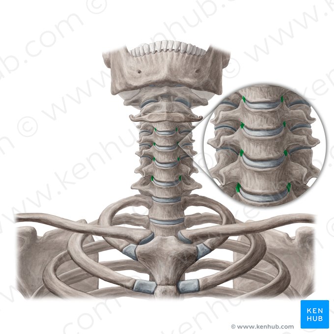 Articulationes uncovertebrales (Unkovertebralgelenke); Bild: Yousun Koh
