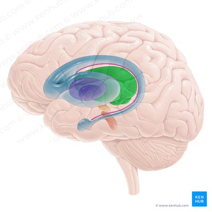 Thalamus; Image: Paul Kim