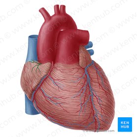 Ramo do nó sinoatrial da artéria coronária direita (Ramus nodi sinuatrialis arteriae coronariae dextrae); Imagem: Yousun Koh