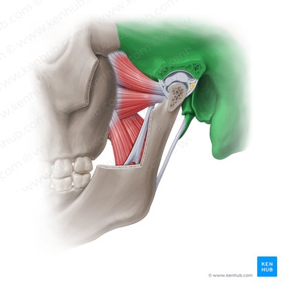 Temporal bone (Os temporale); Image: Paul Kim