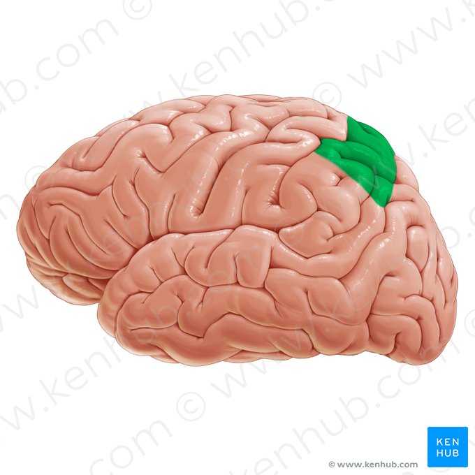 Somatosensory association area (Area somatosensoria associationis); Image: Paul Kim