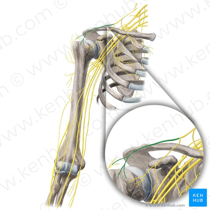 Lateral supraclavicular nerves (Nervi supraclaviculares laterales); Image: Yousun Koh
