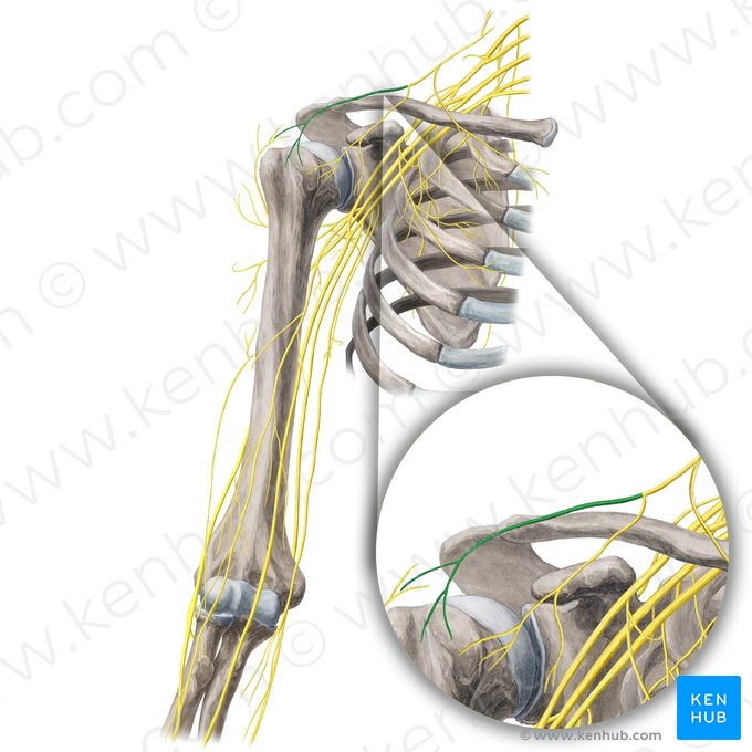 Nervi supraclaviculares laterales (Laterale Überschlüsselbeinnerven); Bild: Yousun Koh