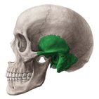 Temporal bone