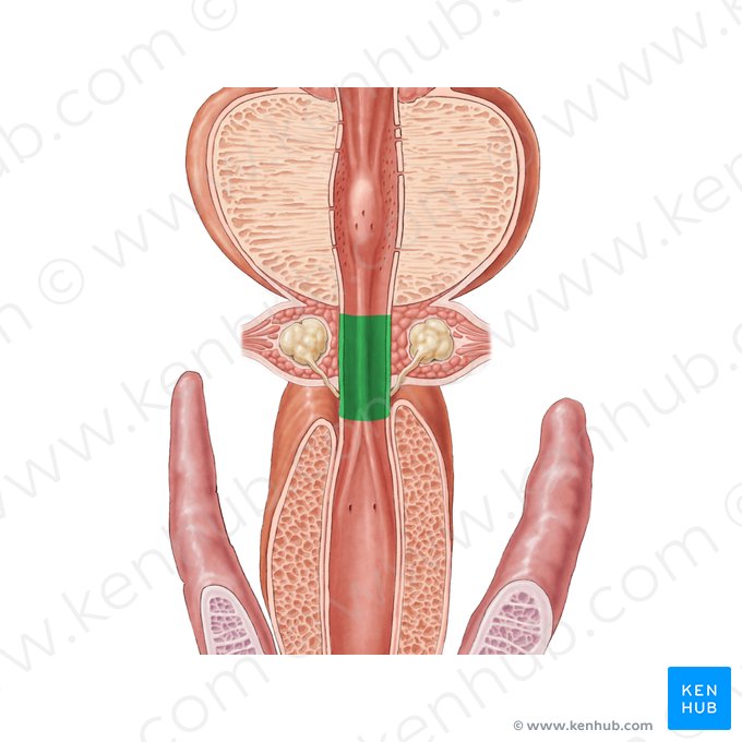 Porção membranosa da uretra (Pars membranacea urethrae); Imagem: Samantha Zimmerman