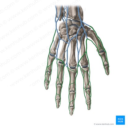 Dorsal digital veins of hand (Venae digitales dorsales manus); Image: Yousun Koh