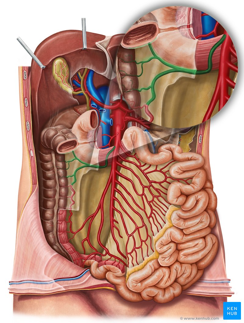 Right colic artery