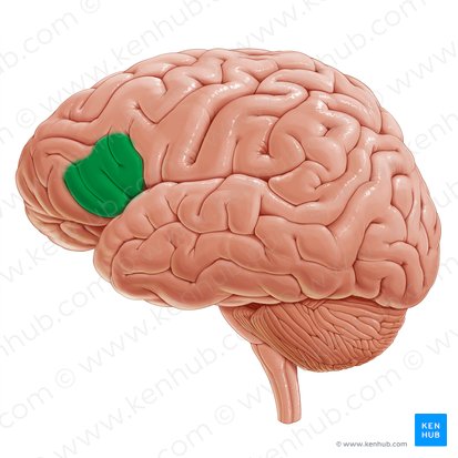 Triangular part of inferior frontal gyrus (Pars triangularis gyri frontalis inferioris); Image: Paul Kim