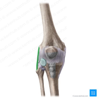 Ligamento colateral fibular de la articulación de la rodilla (Ligamentum collaterale fibulare genus); Imagen: Liene Znotina
