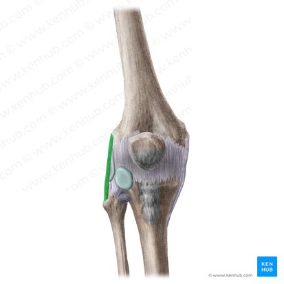 apex of fibula