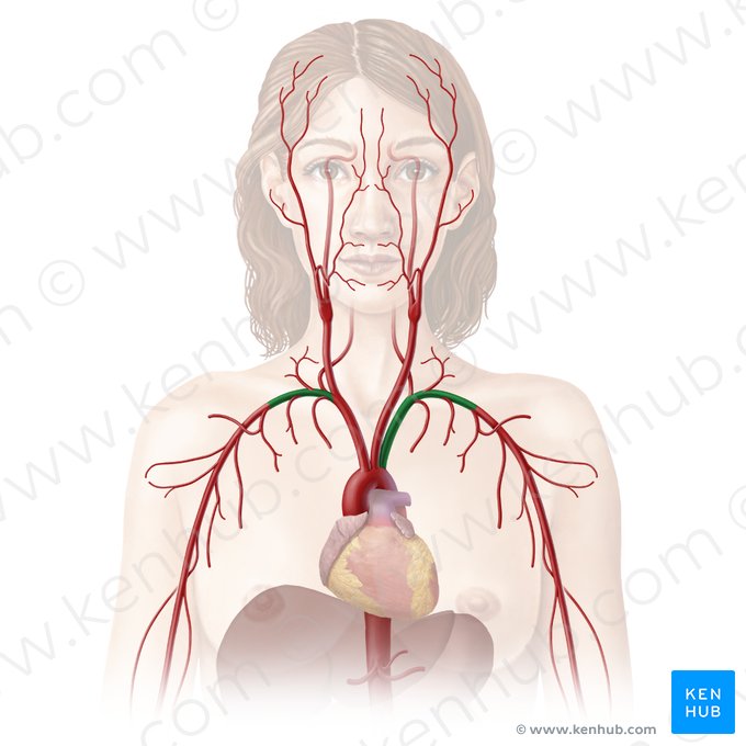 Arteria subclavia (Unterschlüsselbeinarterie); Bild: Begoña Rodriguez