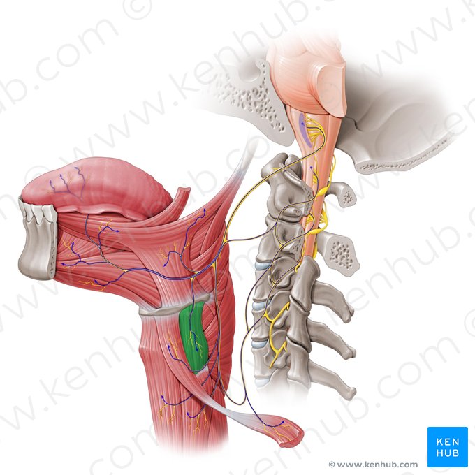 Músculo tirohioideo (Musculus thyrohyoideus); Imagen: Paul Kim