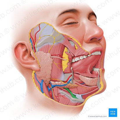 Músculo estilo-hióideo (Musculus stylohyoideus); Imagem: Paul Kim