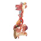 Vagus nerve (CN X)