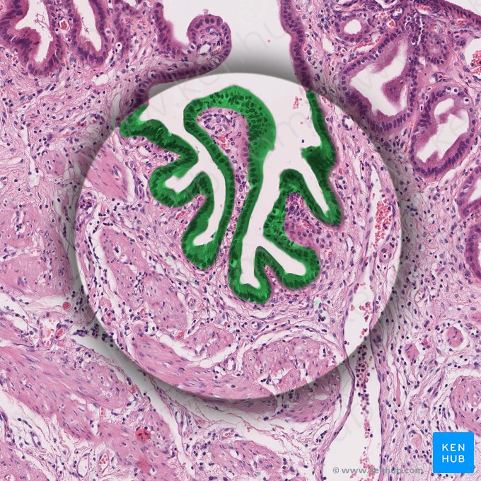 Epithelium simplex columnare microvillosum (Einschichtig hochprismatisches Epithel (mit Bürstensaum)); Bild: 