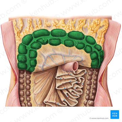 Colon transversum (Querverlaufender Dickdarm); Bild: Irina Münstermann