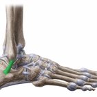 Calcaneofibular ligament