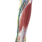 Arteria radialis