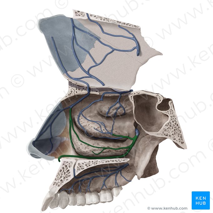 Ramas nasales laterales posteriores de la vena esfenopalatina (Rami nasales posteriores laterales venae sphenopalatinae); Imagen: Begoña Rodriguez