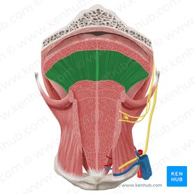 Músculo vertical da língua (Musculus verticalis linguae); Imagem: Begoña Rodriguez