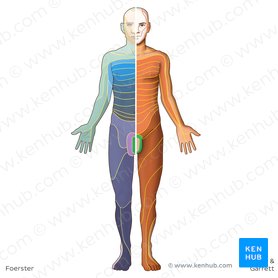 Dermatomes Anatomy And Dermatome Map Kenhub