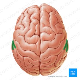 Surco lateral (Sulcus lateralis); Imagen: Paul Kim