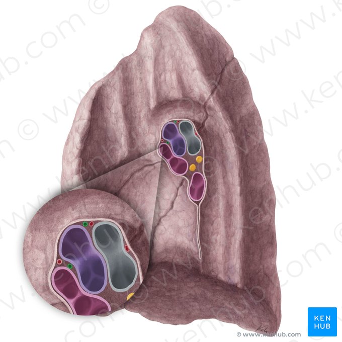 Bronchial veins of right lung (Venae bronchiales pulmonis dextri); Image: Yousun Koh